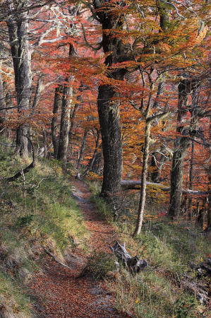 Autumnal path #2