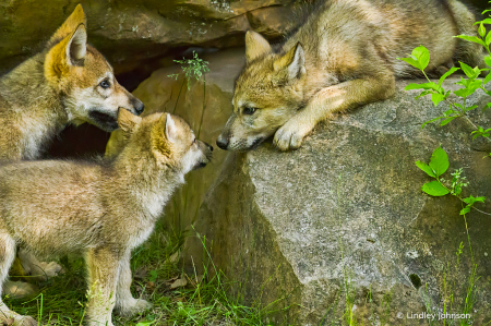 Three Baby Wolves