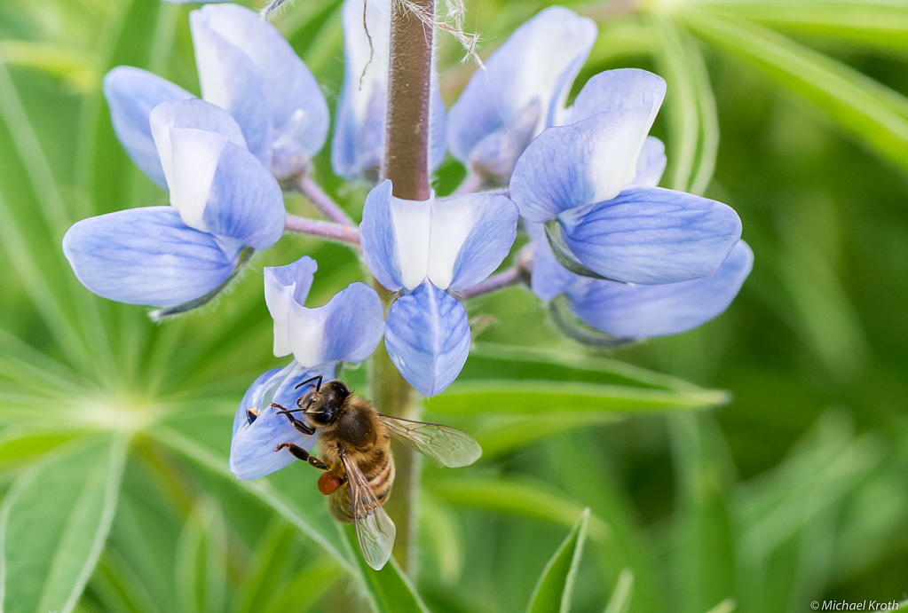 Lunching on Lupine