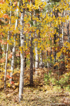 Golden Glory of Autumn