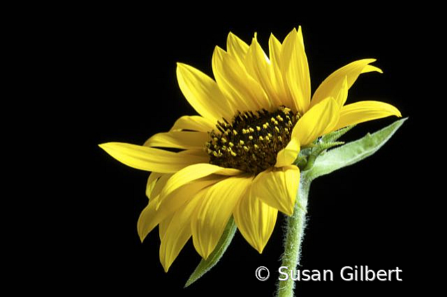 Sunflower Salute