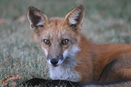 A Beautiful Red Fox