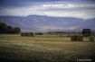 Landscape - Walla...