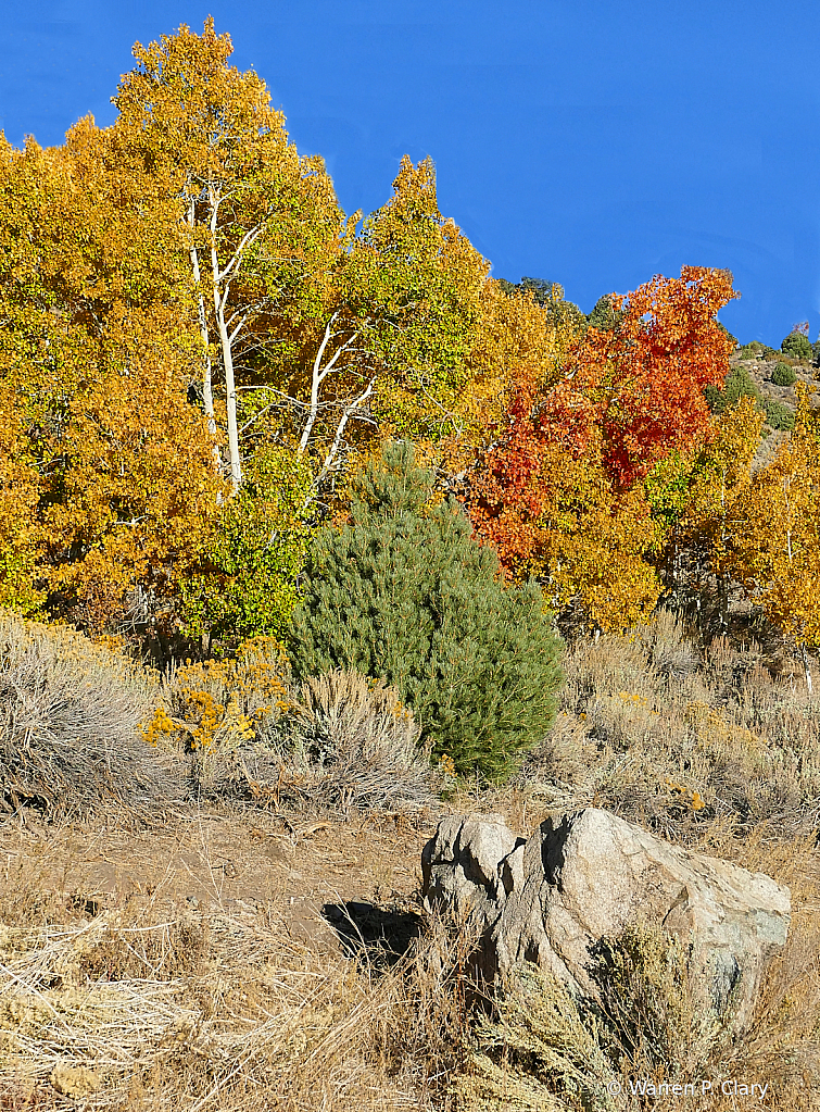 A rock and a colorful place