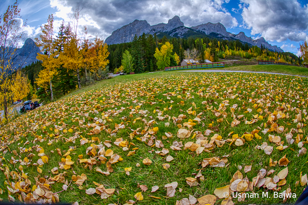 Fisheye Fall