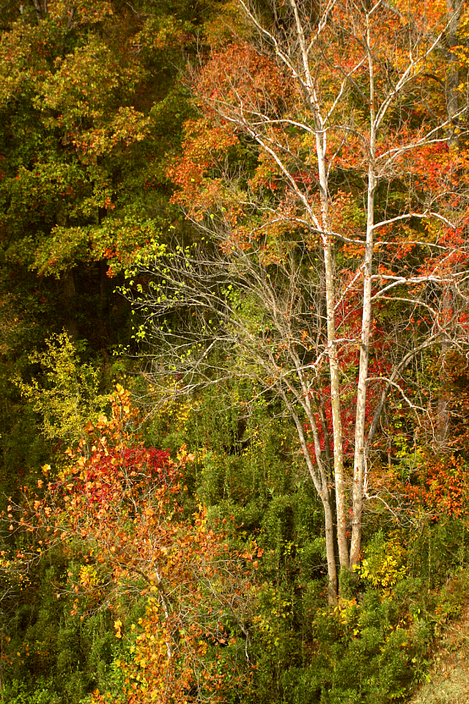 Fall Trees Along The Buffalo River