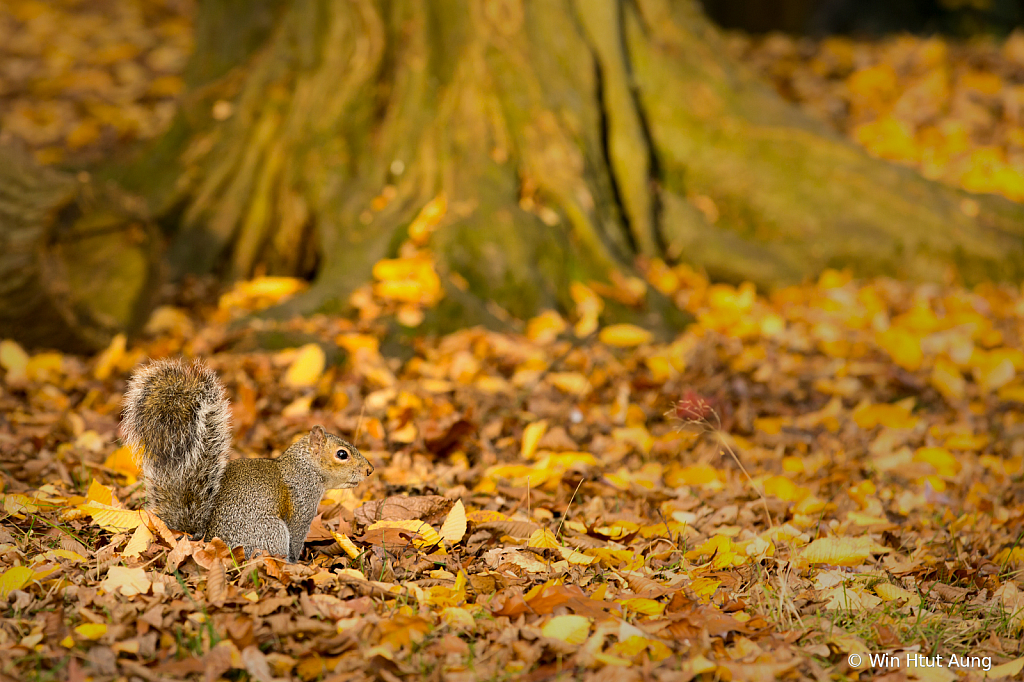 Squirrel at Fall