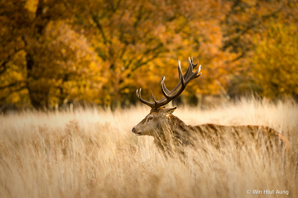 Stag at Fall