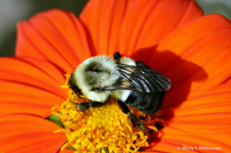Bee on Mexican Sunflower