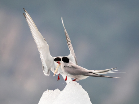 Arctic Tern Gift  