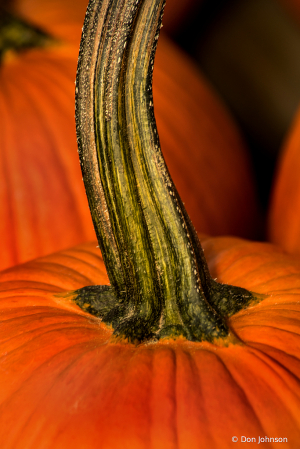 Pumpkin Stem 10-4-19 227