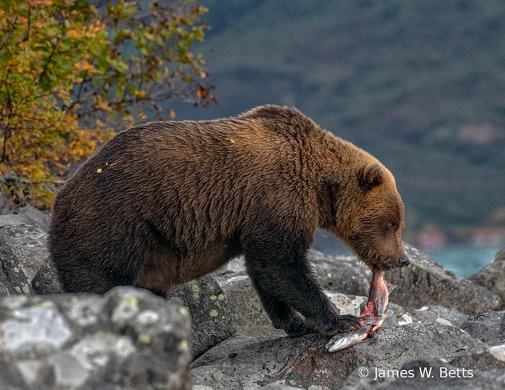 Brown Bear Alaska - ID: 15757409 © James W. Betts