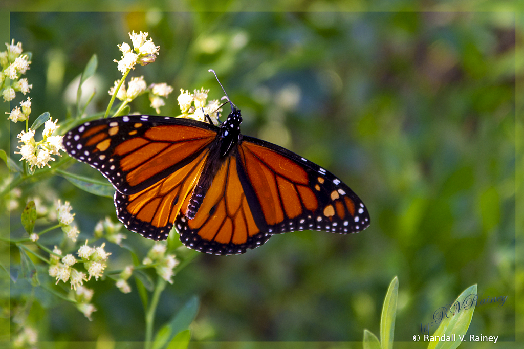 Monarch at rest