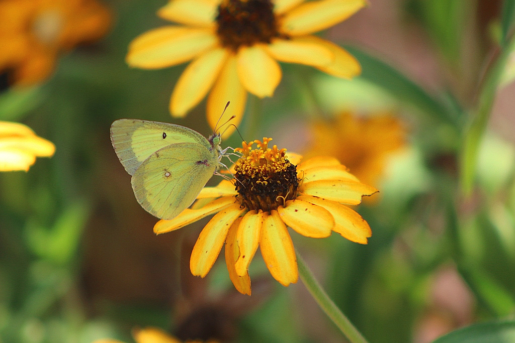 Clouded Sulphur Blending In