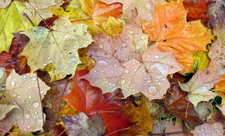 Wet leaves