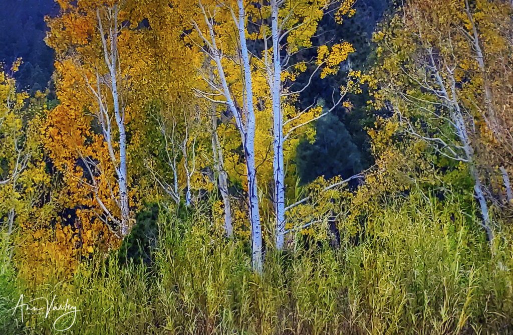 October Aspen