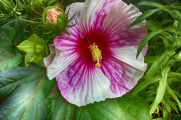 Flower 19-8544 - ID: 15758295 © Raymond E. Reiffenberger