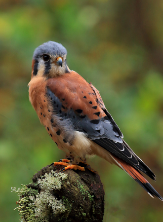 Kestral