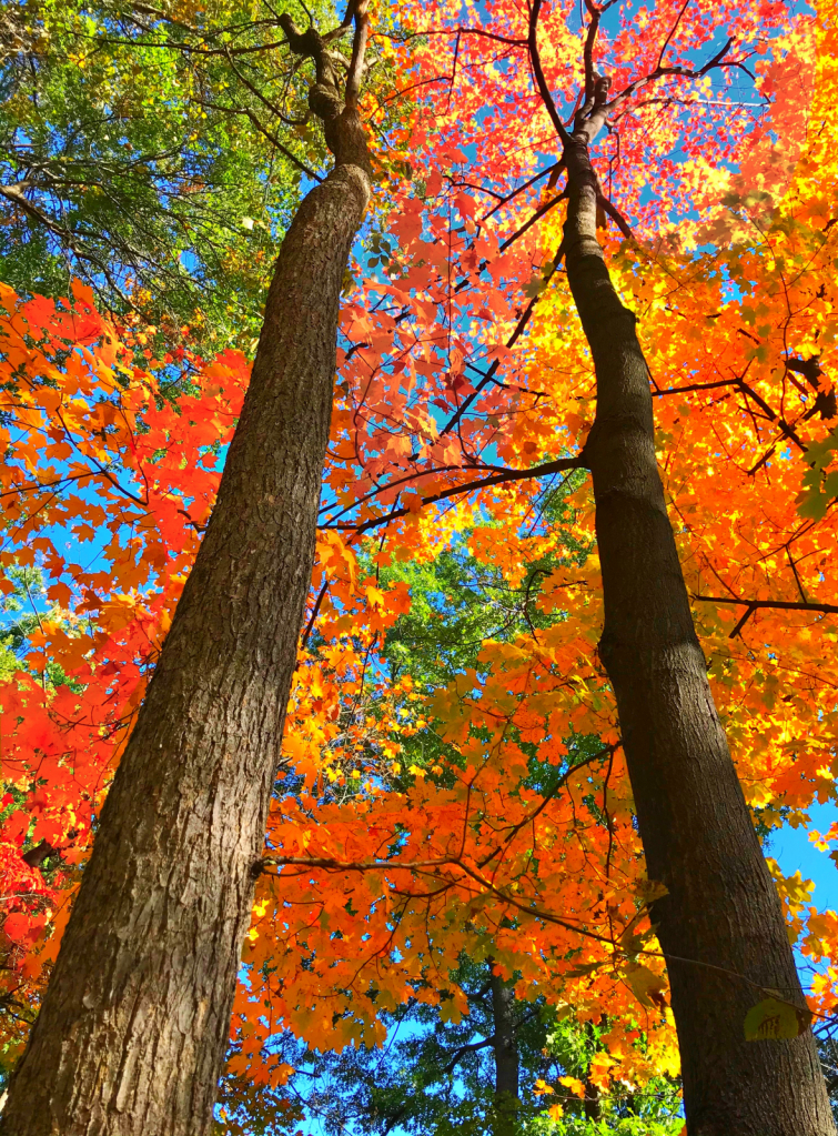 Fall view