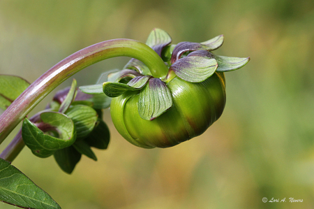 Dahlia Bud #3