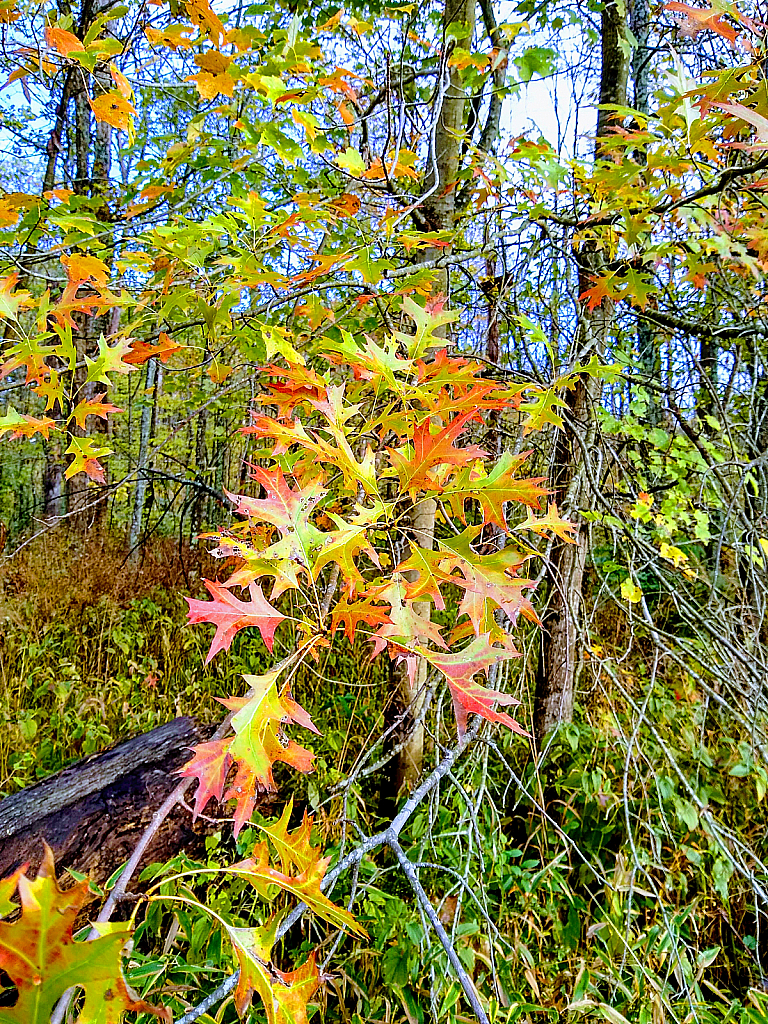 Black Oak Leaves in Autumn