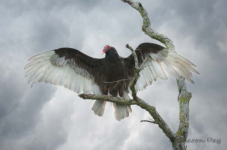 Drying the Wings