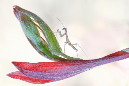 Baby Praying Mantis on Japanese Maple Blossom