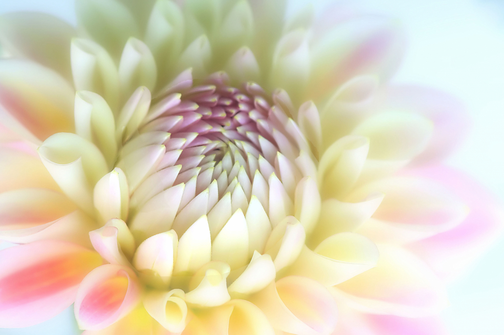 dahlia in bloom