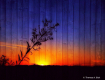 Illusion Against ...