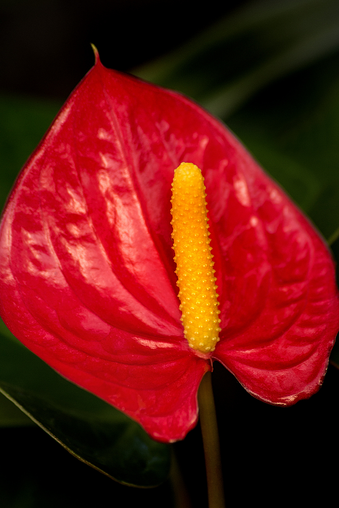 Anthurium Red