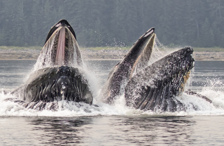 Bubble Net Feeding Humpbacks  