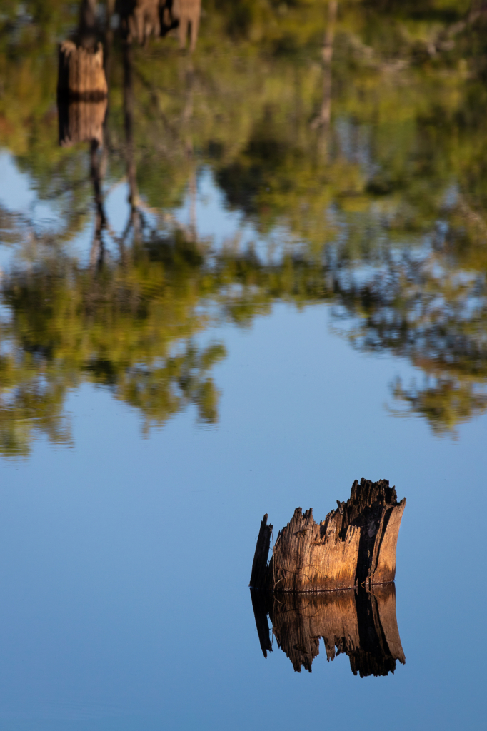 Cypress Stump