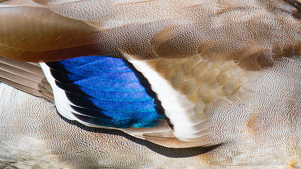 Close Up of a Male Mallard - ID: 15759136 © Terry Korpela