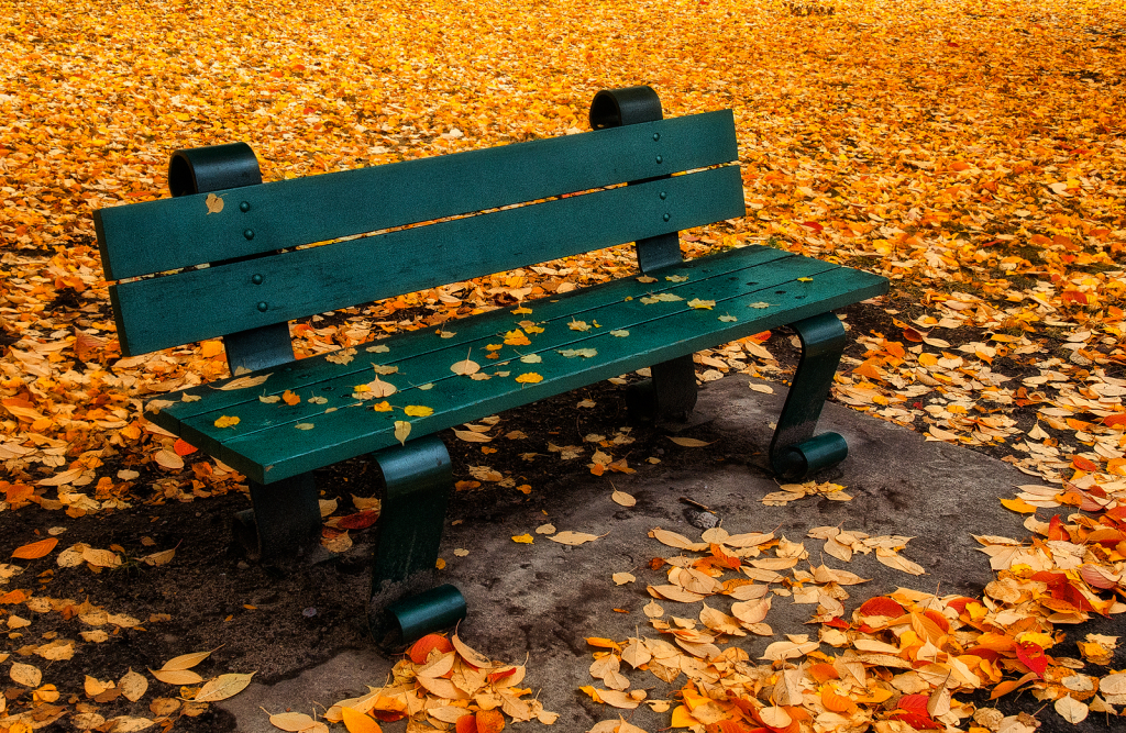 Autumn Bench