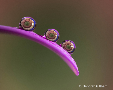 Water drop macro