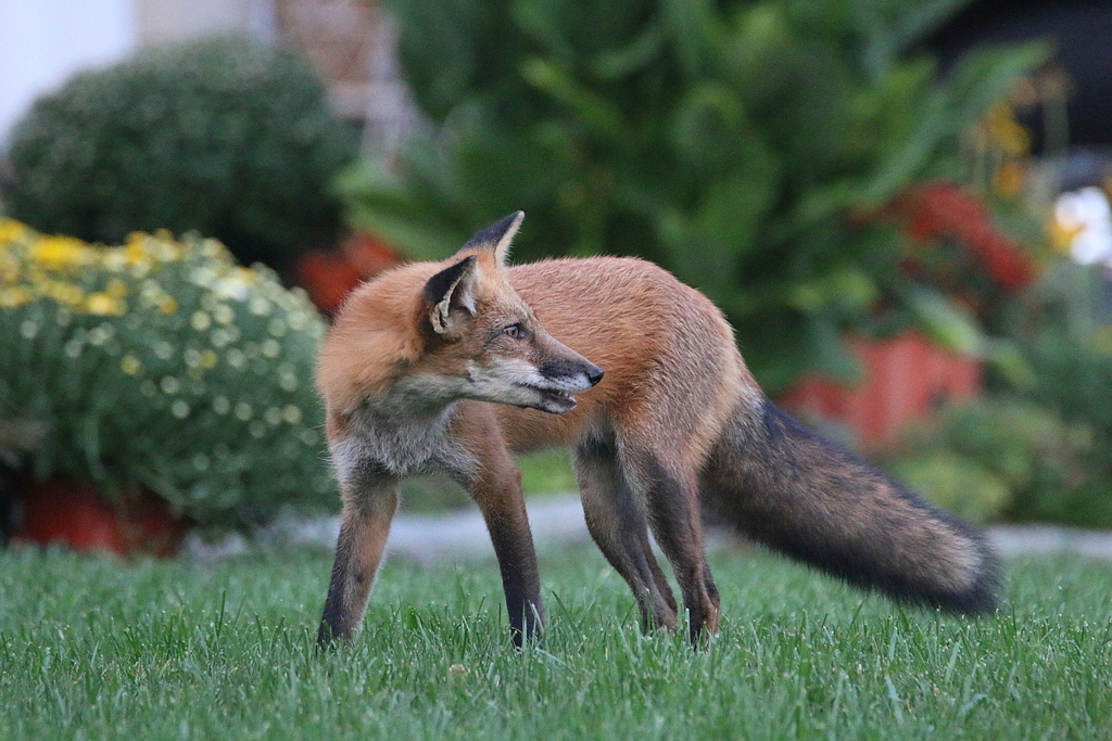 Beautiful Red Fox