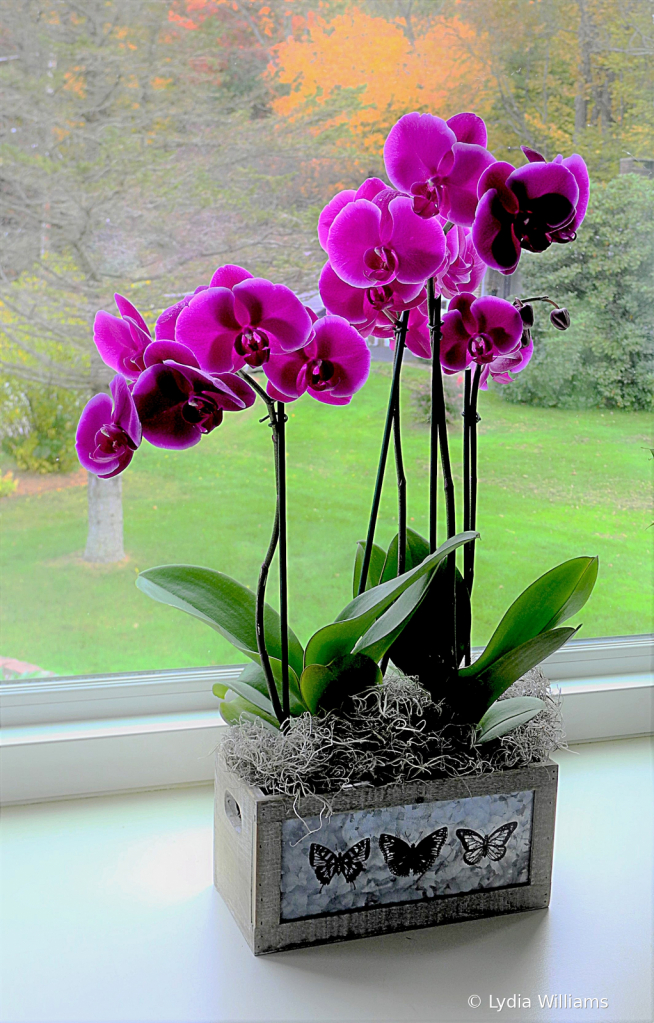 Orchids in Fall - ID: 15760219 © Lydia Williams