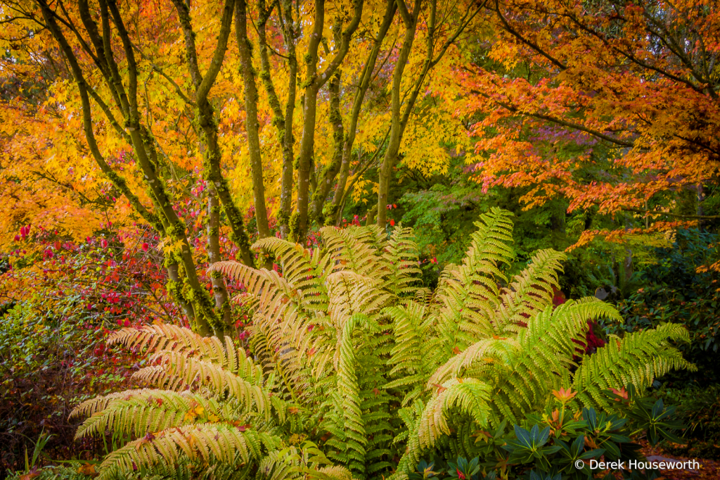 Autumn Fern