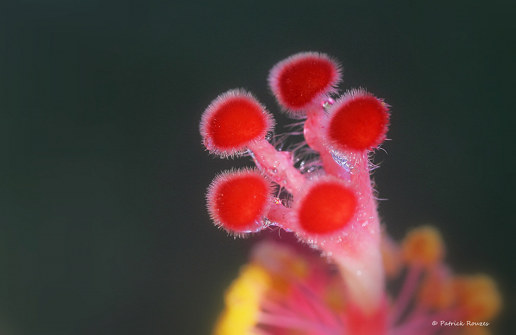 Hibiscus