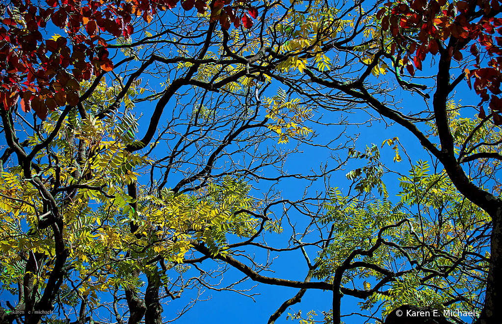 branches swimming in color - ID: 15759483 © Karen E. Michaels