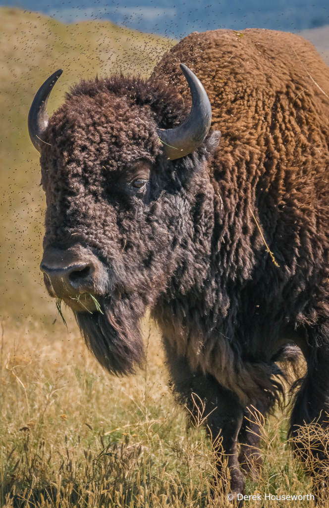 Plains Bison