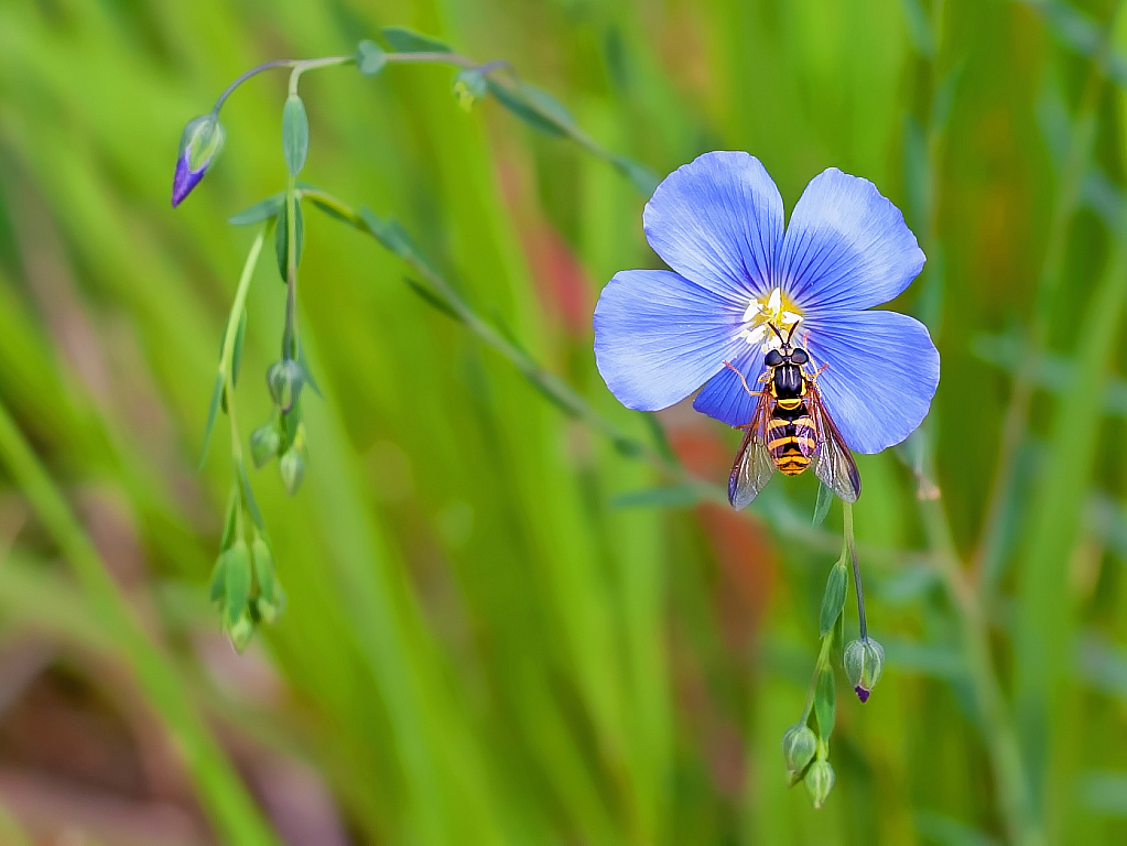 Pollen Collector