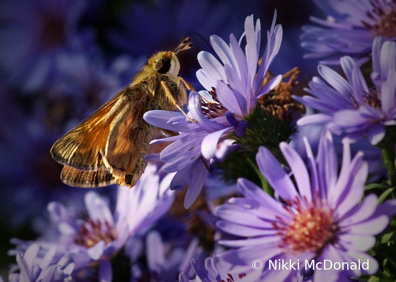 Sipping Nectar