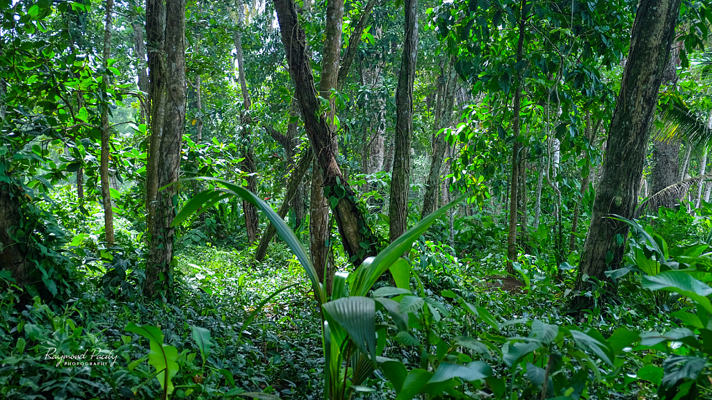 Caribbean Jungle