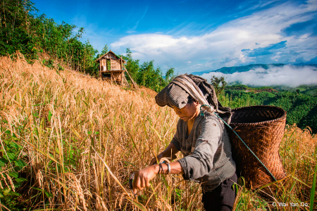 Harvest Time 