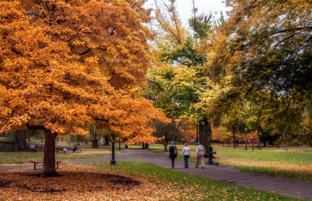 The Public Garden, October