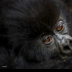 2Looking Over Mother's Shoulder - ID: 15760552 © Louise Wolbers