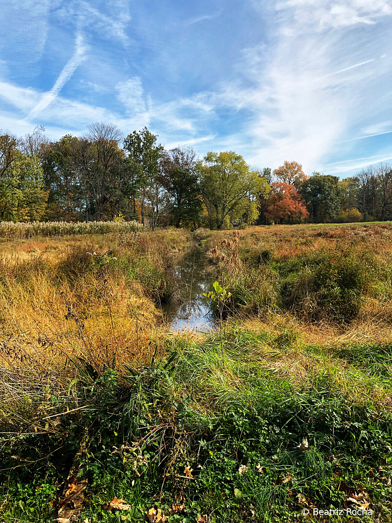 Grass, Water, Trees, Sky