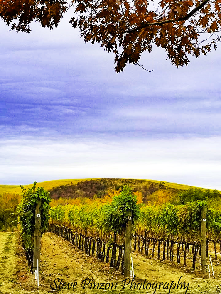 Fall in Wine Country - ID: 15763365 © Steve Pinzon