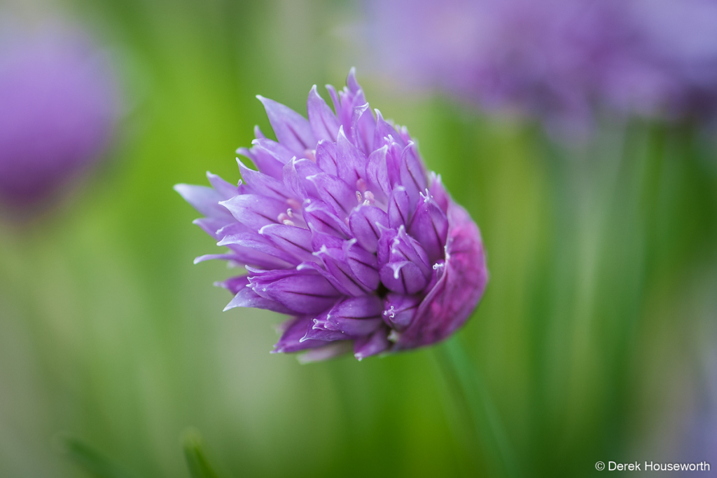 Chives